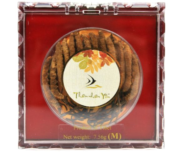 Ðông Trùng Hạ Thảo Tây Tạng Thiên Nhiên - MEDIUM 7.56g