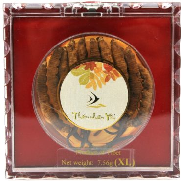 Ðông Trùng Hạ Thảo Tây Tạng Thiên Nhiên - X-LARGE 7.56g